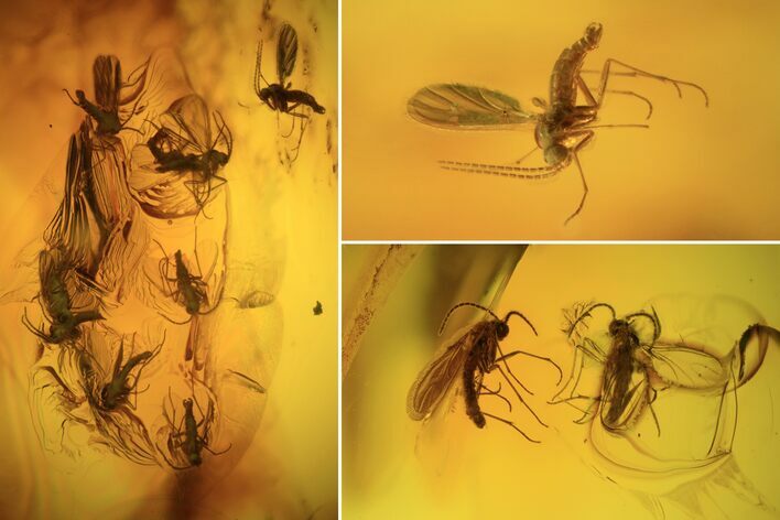 Several Fossil Flies (Diptera) In Baltic Amber #90858